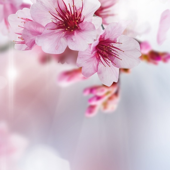 Meet your Posher, Audrey - Picture 1 of 1